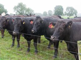 En gruppe overvejende sorte dyr