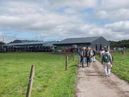 Drummin Herd er en gård med både malkekvæg og limousiner. Der er ca. 10 limousinekøer af meget høj kvalitet. Der foretages ægtransplantationer.