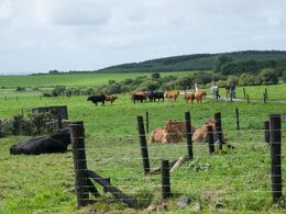 Dyrene var samlet i folde omkring markvejen