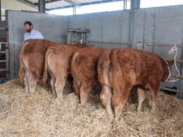 En række yngre dyr fra Drummin Herd