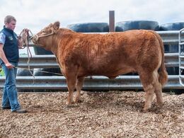 Denne ca. to år gamle kvie, Drummin J-Lo Et fik stor opmærksomhed. Kvien blev lørdag auktionens dyreste med et hammerslag på 16.200 Euro !! (svarende til 121.500 danske kroner).