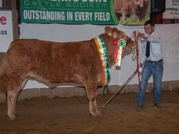 Dagen sluttede i Glenmaddy Equestrian Centre, et tidligere ridecenter i ”the middle of nowhere”, hvor der blev afholdt et lokalt limousinedyrskue