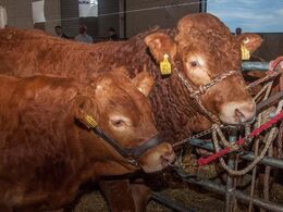 Disse to limousiner vandt ingenting, men bemærk hvordan limousiner håndteres i Irland: Grime og næsebremse