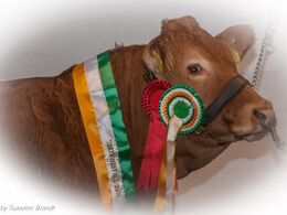 Der gøres meget ud af fotograferingen af de irske vinderdyr… - mere herom senere