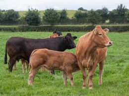 De dyr, som gæster skal se, går i showfolde tæt ved markvejen