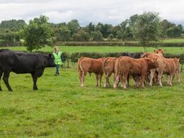 En flok ET-kalve med deres rugemødre. Der er en hjælper i hver af de 26 folde. Hjælperen svarer på spørgsmål og sørger for at dyrene er tæt på vejen.