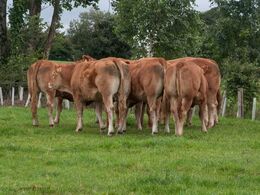 Ardlea Elite Limousin Farm har hentet meget avlsmateriale i Frankrig