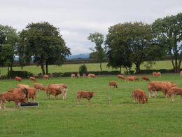 Flot syn af køer med kalve