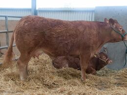 Til sidst ser vi i en stald alle showdyrene, som efterfølgende skal til skue / auktion. Her er det Elite Hostess Et med kalv. De er til salg sammen på lørdagens auktion i Kilkenny.  (Opnåede dog ikke salg på auktionen trods bud på 12.500 Euro svarende til