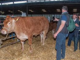 Firmaet Ingenera demonstrerer 3D bodyscanning af en ko – erstatter i fremtiden måske kåring af dyr