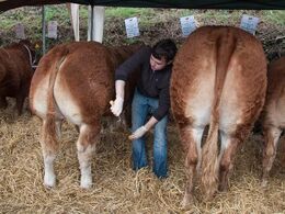 Dag fem startede på et lokalt dyrskue i Virginia i Cavan, hvor der var kalve finale for North Eastern Limousin Club – (også enkelte klasser med ældre dyr) Kalvene var født 1. august 2015 eller senere. Her den sidste klargøring af dyrene inden bedømmelsen.