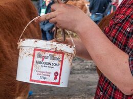 De irske limousiner er ekstra brune i pelsen for de styles med okkerfarvet ’limousin soap’