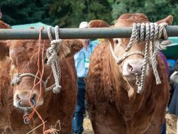 To limousiner i venteposition på bedømmelse – igen grime og næsebremse