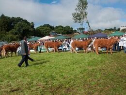 Et hold limousinekvier (ikke kalvekonkurrencen) bedømmes i strålende solskin