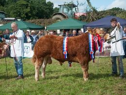 Denne ekstremt kødfulde tyrekalv blev ’Male Champion Calf’