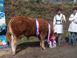Vindertyren får en velfortjent spand vand – ikke øl!! Hvis den uge mand har det rette nummerskilt på, så er kalven 7½ måned gammel, men der blev dog sagt 10 måneder.