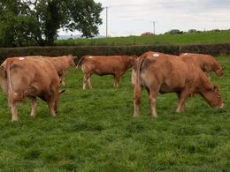 De besøgende kom rigtig tæt på besætningens dyr – helt ind i de enkelte showfolde