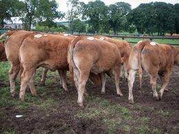 Alle dyrene er mærket med klistermærker med tydelige numre på. Dyrenes afstamning og andre data kunne herefter studeres i det udleverede besætningskatalog. Nogle dyr har P-klistermærke på – de er pollede. Besætningen er Irlands førende mht. avl efter poll