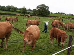 Limousinerne opførte sig eksemplarisk under verdenskongressens besøg