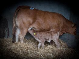 En lille ny Roundhill kalv var kommet til verden dagen før verdenskongressens besøg