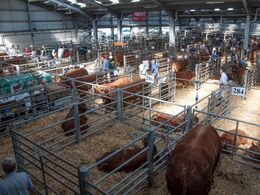 Dag 7 ser vi National Show i Cillin Hill i Kilkenny – her et kig ud over et udsnit af de mange limousiner