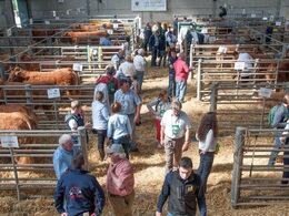 Endnu et kig ud over limousinerne, som er bundet op i bokse
