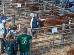 Gruppen af danske var meget begejstrede for denne unge tyrekalv fra Ed Tyson (Ardlea Elite Limousin Farm)