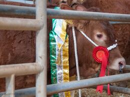 Her er ’dansker-darlingen’ igen