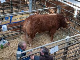 Ny og spændende vinkel på en flot dyr