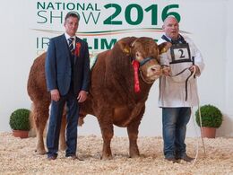 Endnu en vindertyr – tyren er fra Ardlea Elite Limousin. Tyren præsenteres af driftsleder Kevin Bohan, som vi mødte tidligere på ugen.