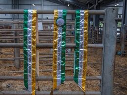 Og bånd i de irske farver