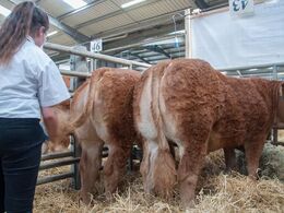 Dag 8 handler mest om ILC Elite Sale – her klargøres et par kvier til auktionen