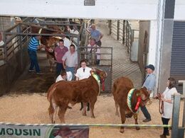 Før selve auktionen er der Champion Parade