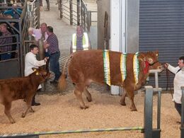 Denne ko med kalv vandt National Show 2016