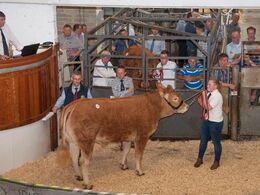 Et sidste billede med vores irske veninde, som også var trækker af flere af auktionsdyrene. Der var 36 katalognumre, hvoraf dog kun ca. 1/3 opnåede hammerslag.