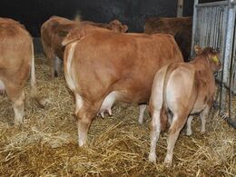 En af Vejlmose Limousines køer med kalv