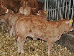 Mange flotte kalve efter Engkjaer Get It