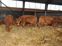 Masser af dyrevelfærd i Jan Jensens stald