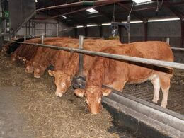 De 26 økologiske køer havde god plads i stalden, som tidligere husede en malkekvægbesætning