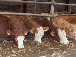 Foruden limousiner er der kviehotel for kødkvægskvier fra Mols Bjerge