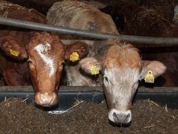 Charmerende farver og aftegninger på kvierne fra Mols Bjerge