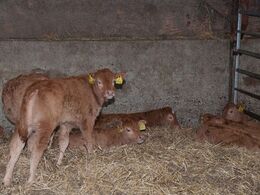 Nogle af de små kalve slapper af i deres kalveskjul