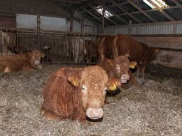 Der slappes også af i tyreafdelingen. Der er både limousinetyre og enkelte tyre fra Mols Bjerge