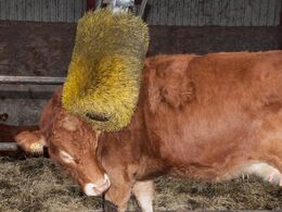 Motoriseret kvægbørste var et stort hit hos limousinerne