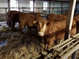 Besætningens egne kvier i en ældre ombygget bindestald