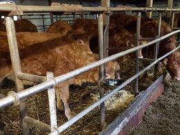 Kvierne æder fin græsensilage i den ombyggede bindestald