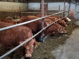 Besætningens egne kvier forrest og 