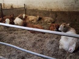 Hotelkvier og stude til avl på knap 1 år, der er Skovkvæg fra Molsbjerge.