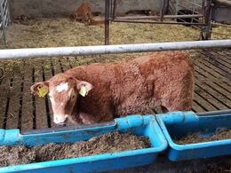 Stort kalveskjul med både ædeareal og liggeareal. Der gives græsensilage. Ikke alle kalve er rene limousiner endnu i det besætningen er omlagt fra malkekvæg for knapt 5 år siden