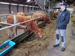 Køerne og Jens Aage Skipper